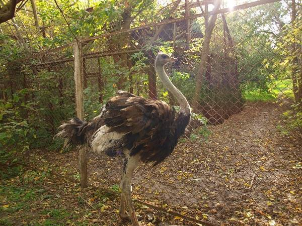В ростовском зоопарке появился африканский страус Кузя