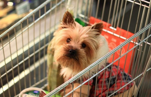 В Новочеркасске собачники игнорируют запрет на вход в магазины с животными