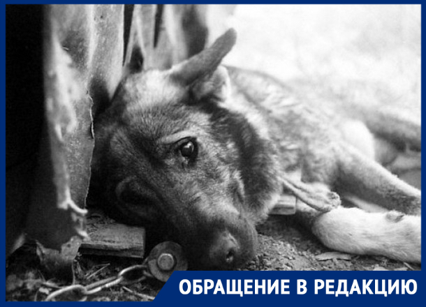 «За что нас убивают?»: отравленные собаки в муках умирают на улицах Новочеркасска