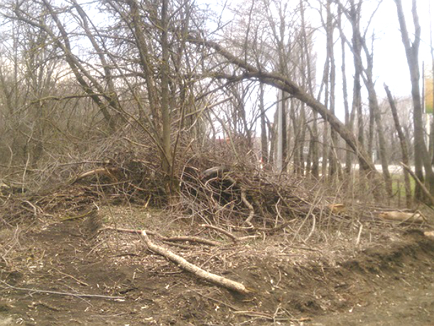 В Новочеркасске снова спилили деревья в лесополосе на въезде в город