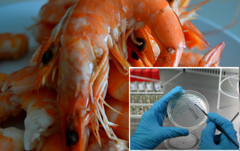 В торговых сетях Новочеркасска могут продаваться кальмары и креветки с кишечной палочкой