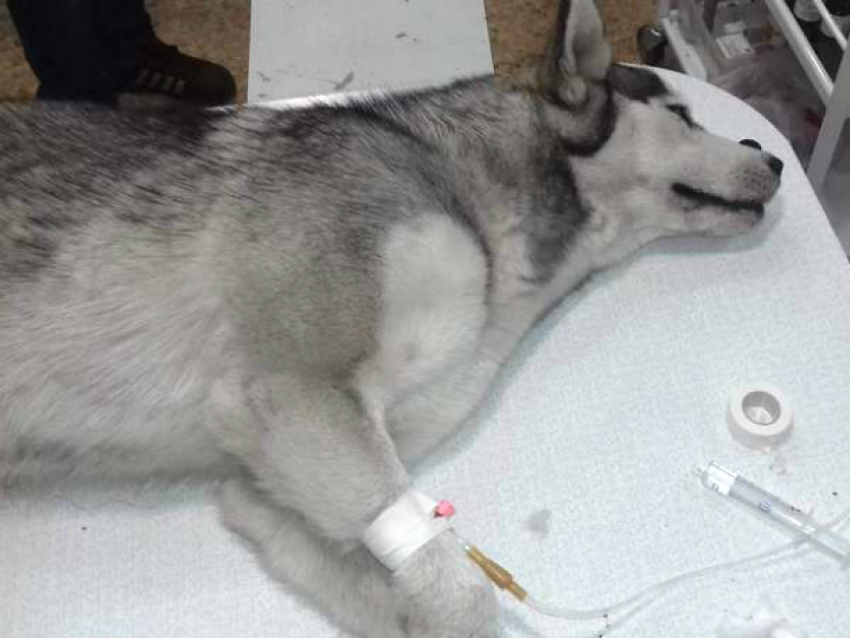В одной из клиник Новочеркасска пытаются спасти жизнь собаке хаски