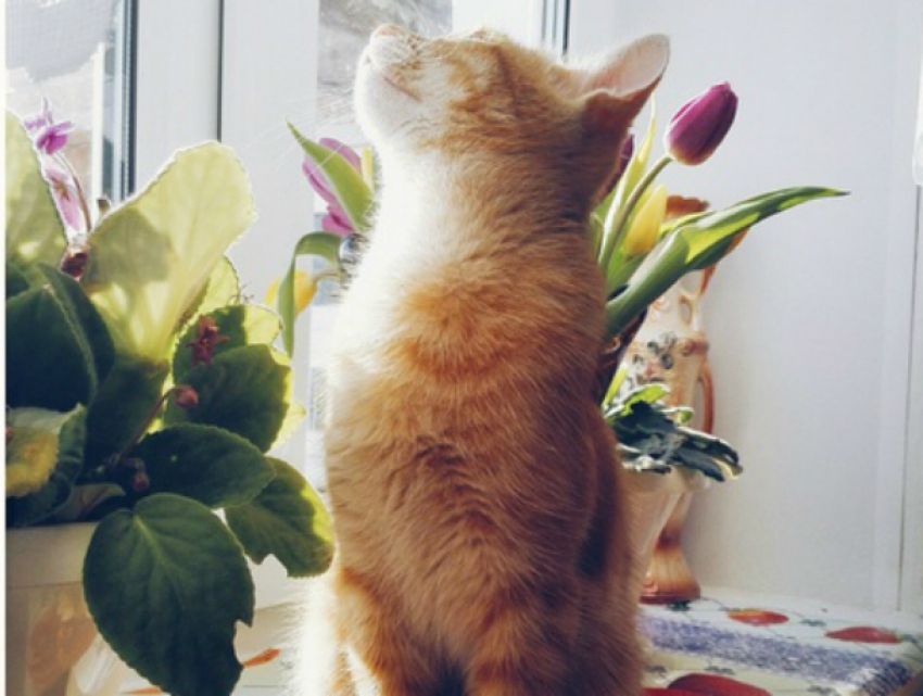 Предстоящий уик-энд в Новочеркасске будет теплым и по-весеннему солнечным