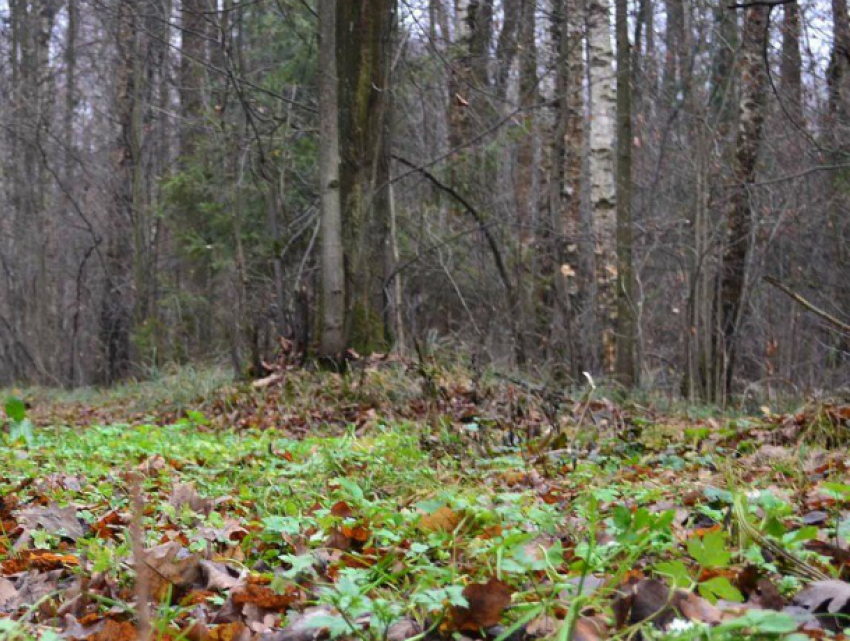 Родители, похоронившие двухлетнюю девочку в лесополосе, под Новочеркасском, до сих пор не найдены