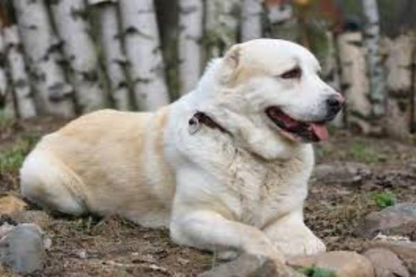Решение принято: пса, нападавшего на людей в Новочеркасске, усыпят