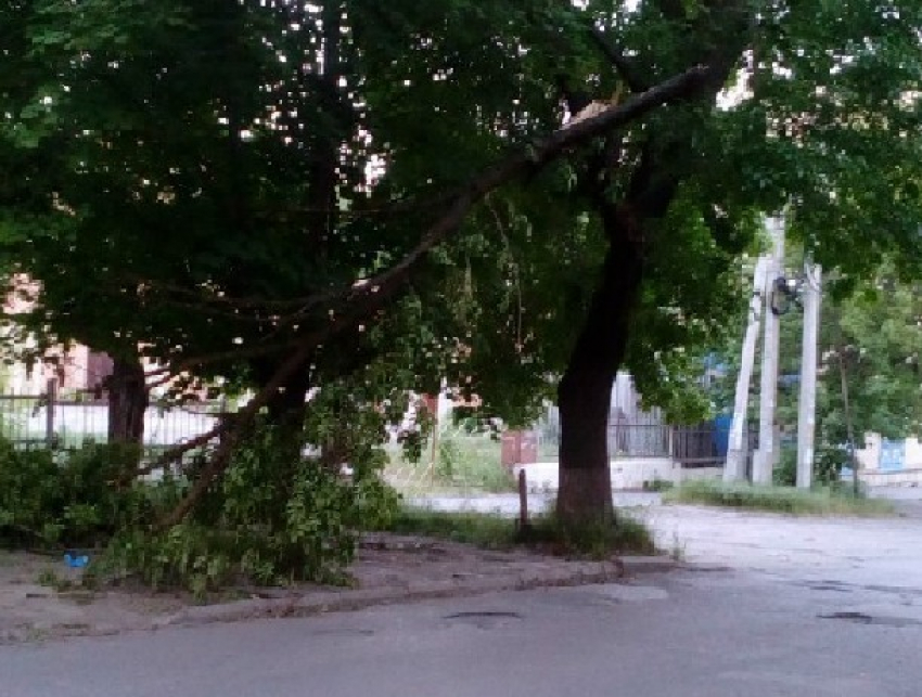 Зависшее дерево стало угрозой безопасности автомобилей на улице Михайловской в Новочеркасске