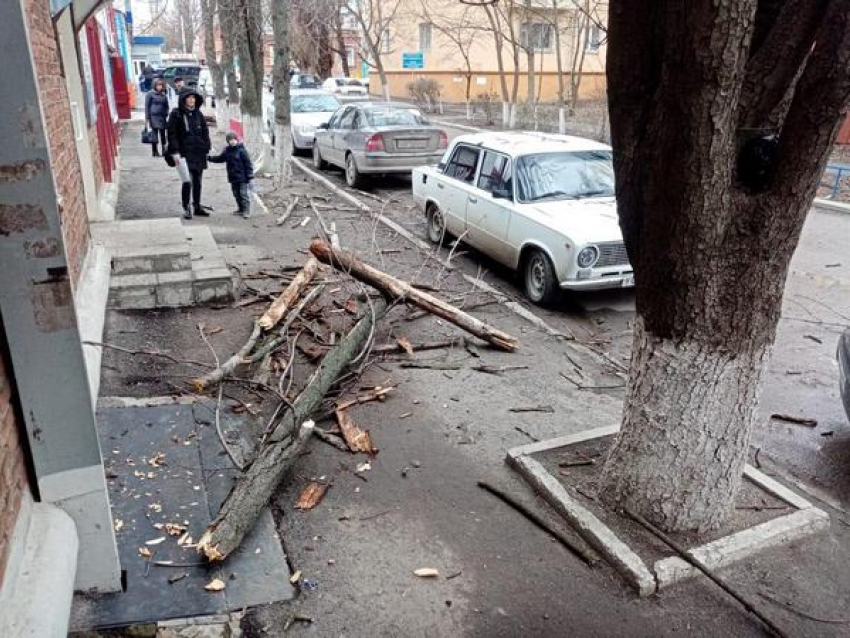 В Новочеркасске упавшие из-за сильного ветра ветки повредили легковой автомобиль 