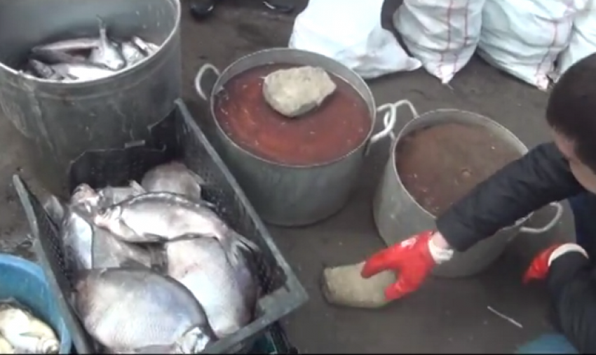 В Новочеркасске «накрыли» два подпольных рыбных цеха