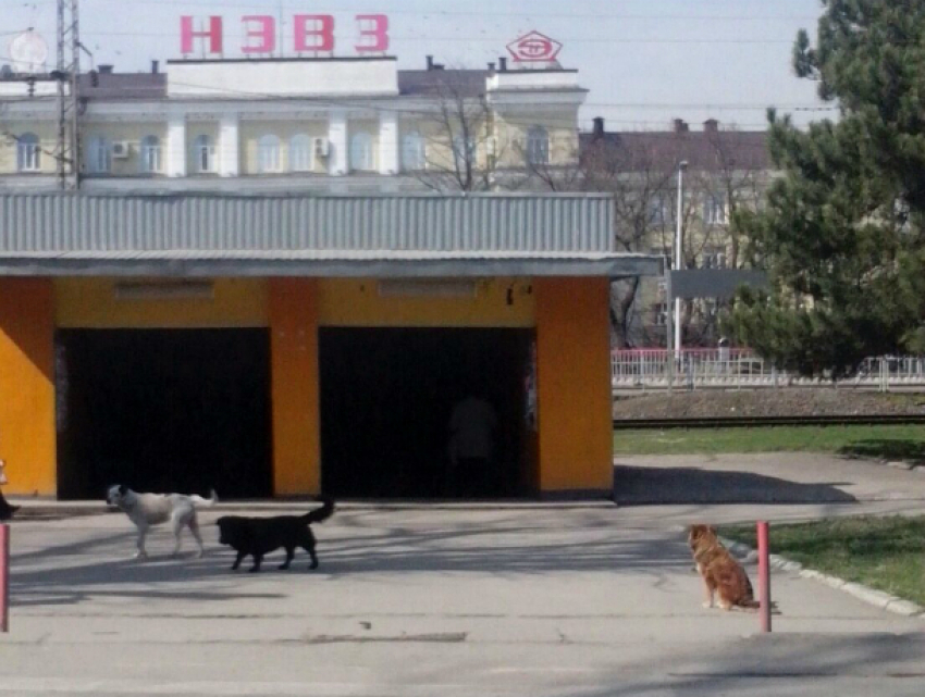 Полчища злобных бродячих собак наводят ужас на жителей Новочеркасска