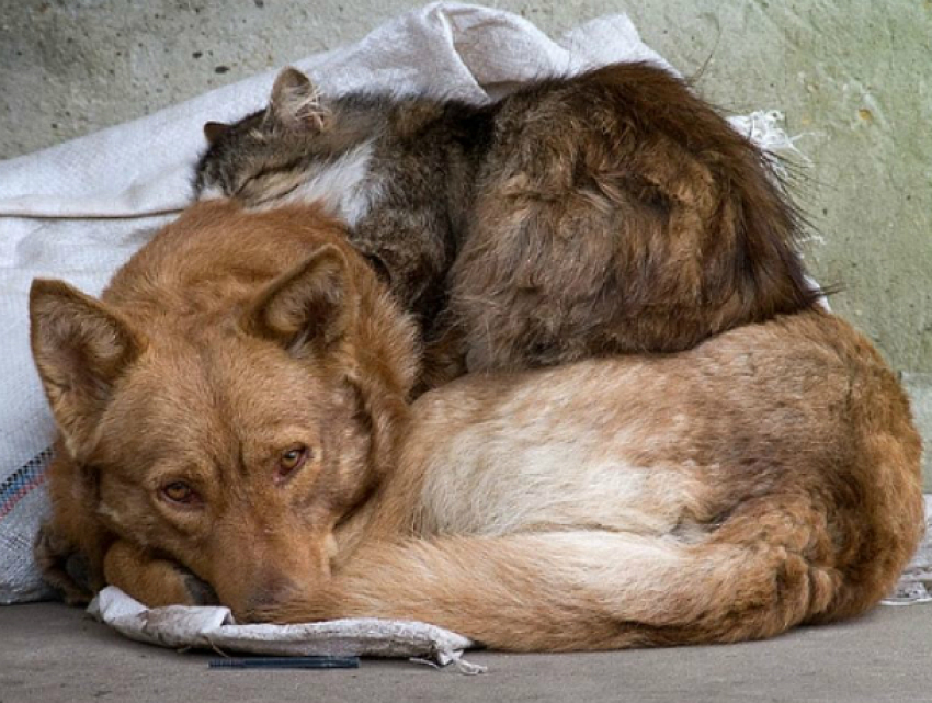Бездомных собак и кошек в Новочеркасске будут лечить, прививать, стерилизовать и пристраивать  в добрые руки