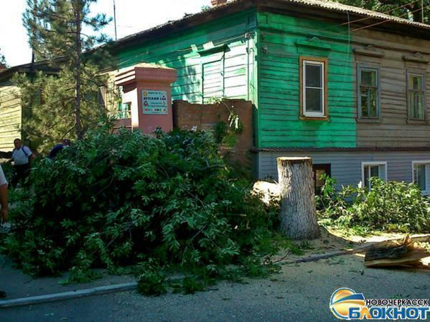 В Новочеркасске возле детского сада спилили аварийное дерево после публикации в «Блокноте»