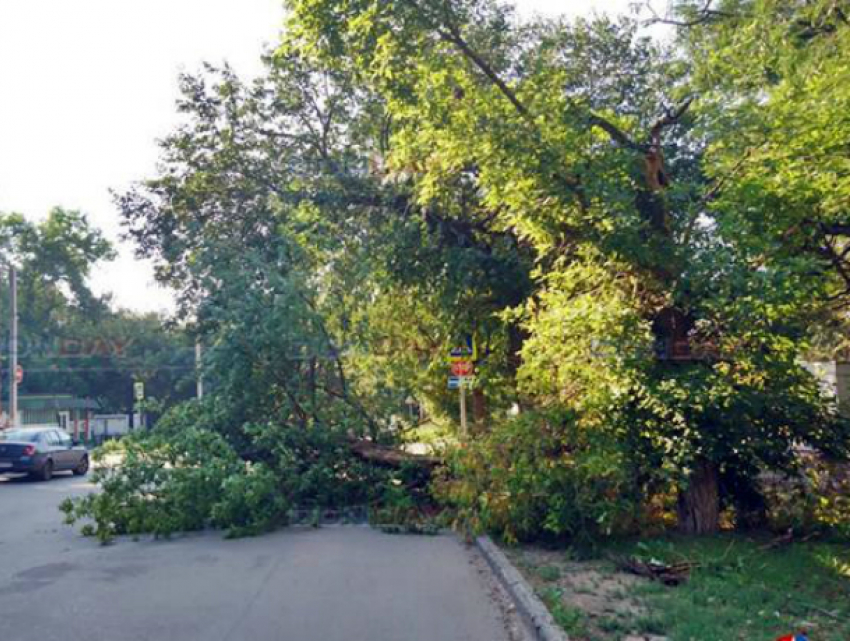 Огромное сухое дерево рухнуло на дорогу по улице Михайловской Новочеркасска