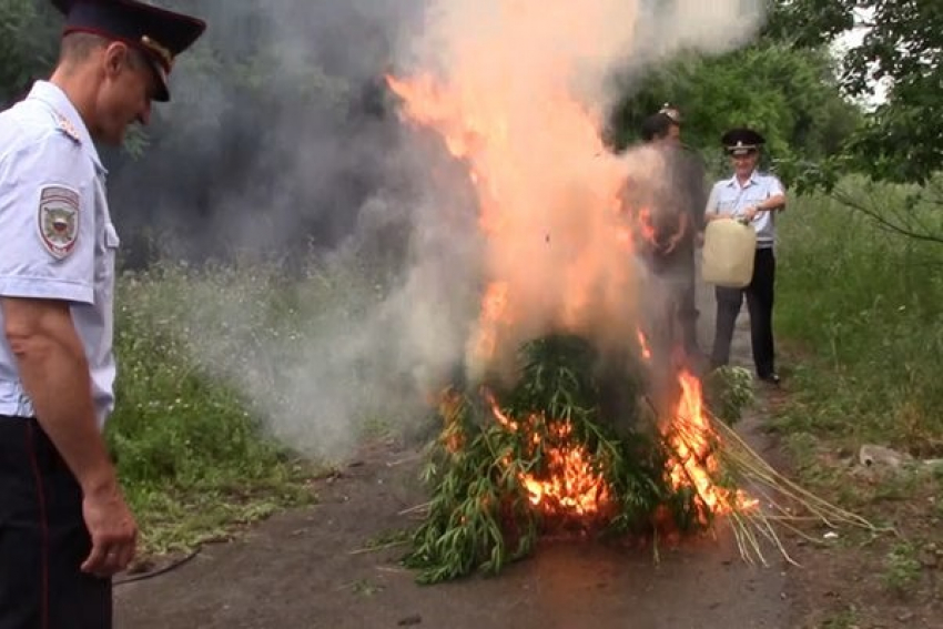 В Новочеркасске уничтожили 250 килограммов наркосодержащих растений