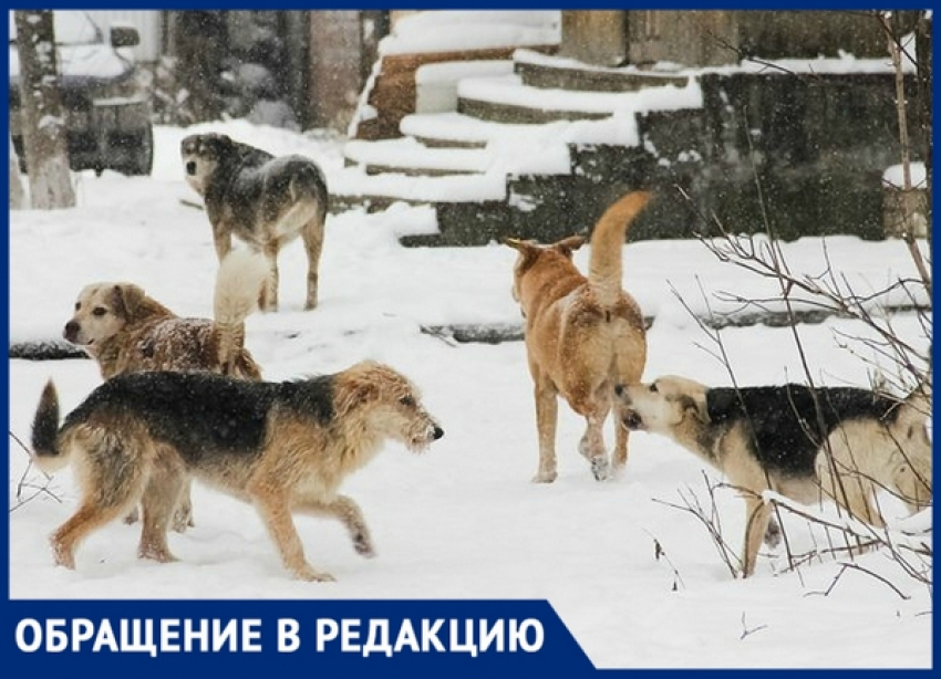 В Новочеркасске на жителей напала стая агрессивных собак 