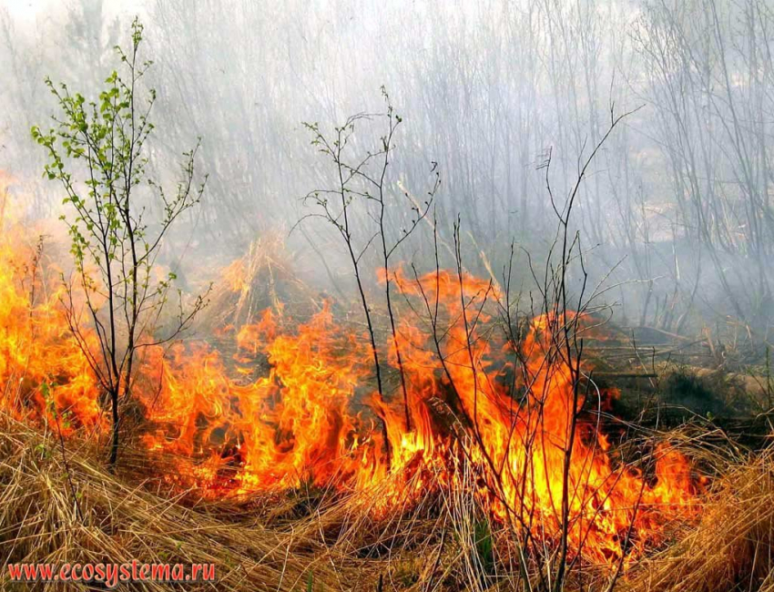 Уровень пожароопасности в Новочеркасске достиг пятого класса