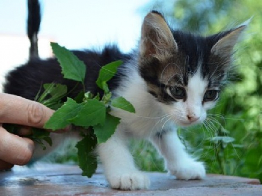 Живодеры искалечили новорожденных котят в подъезде многоквартирного дома в Новочеркасске