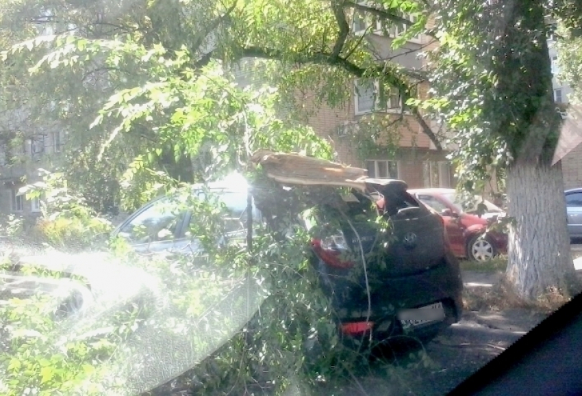 В Новочеркасске на «Хендай» прокурорского работника упала тяжелая ветка дерева