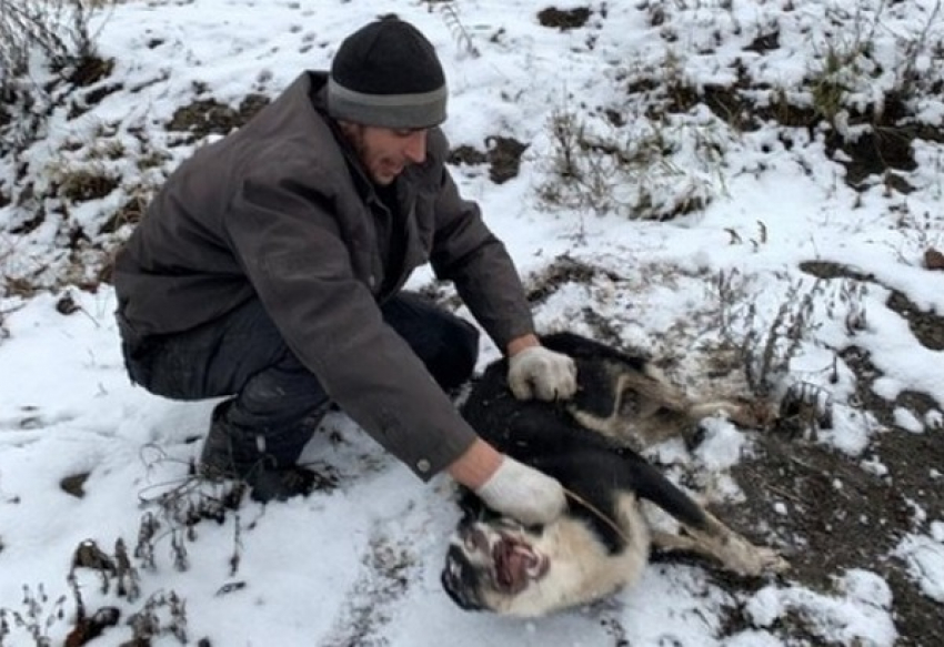 В Новочеркасске за две недели нового года отловили 17 бездомных собак