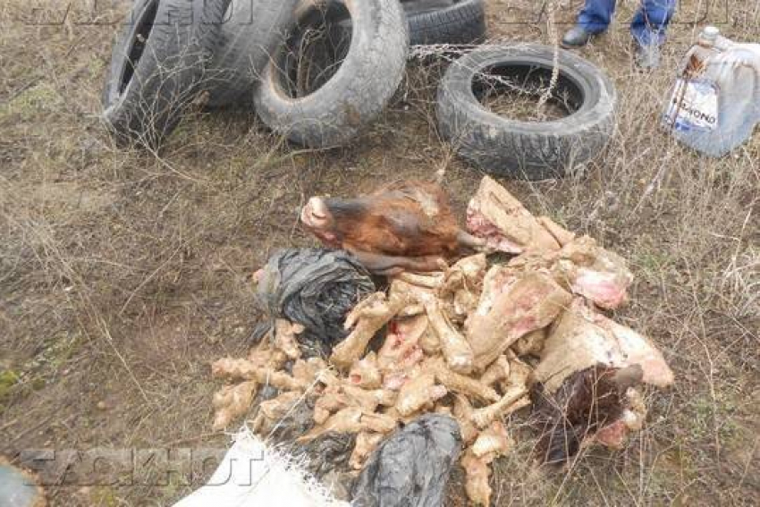 Под Новочеркасском обнаружена гора трупов животных