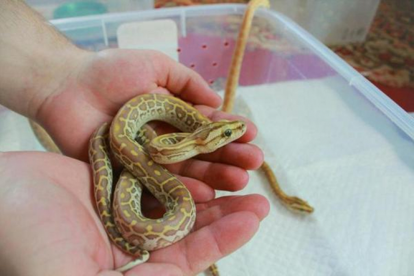 Жителям Новочеркасска гастролирующий цирк предложил приобрести экзотических питомцев