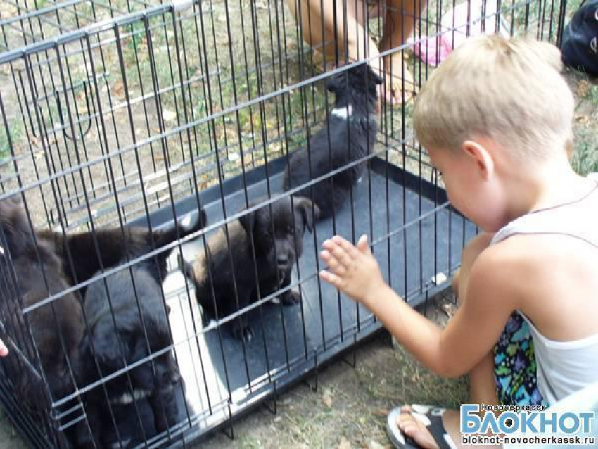В Новочеркасске дети провели акцию – искали хозяев для бездомных животных
