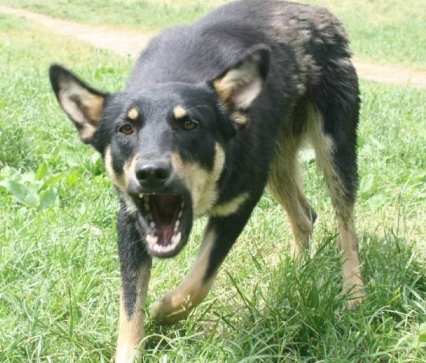 В Новочеркасске агрессивный бродячий пес снова напал на человека