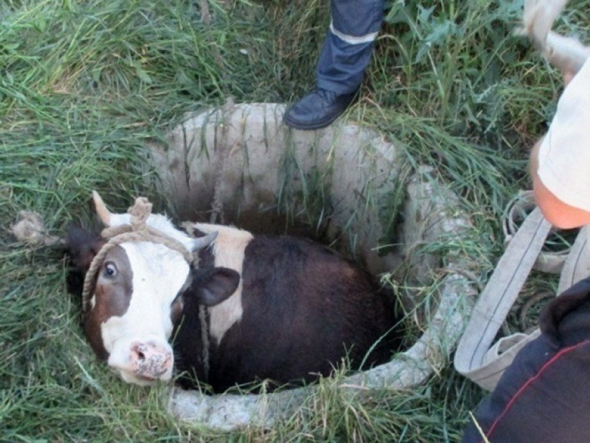Новочеркасские спасатели вызволили из люка корову