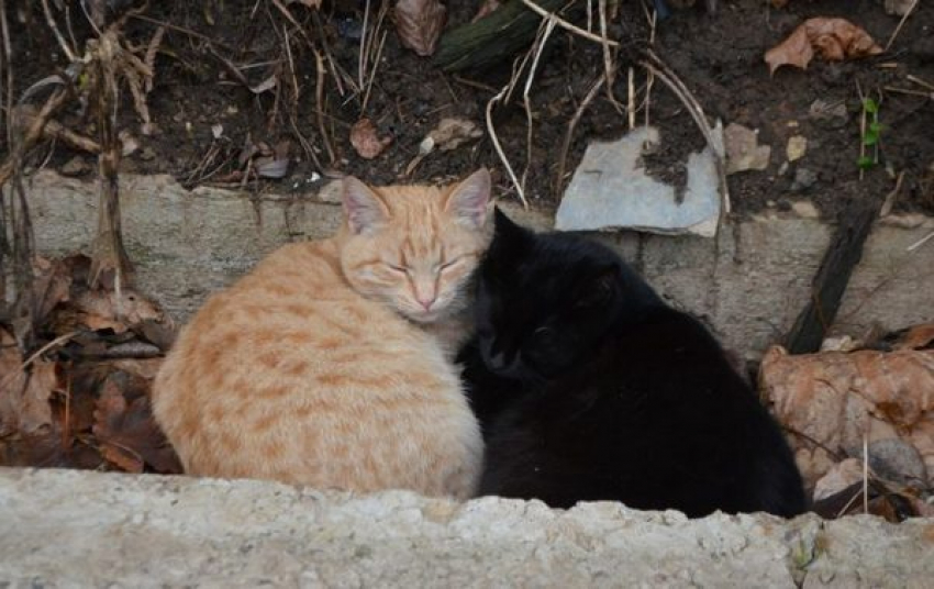 Волонтеры: в Новочеркасске беспощадно травят бездомных кошек