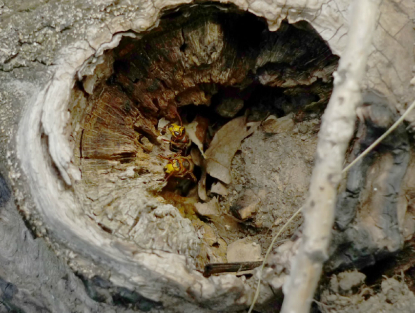 В Новочеркасске спасатели уничтожили гнездо шершней в детском саду