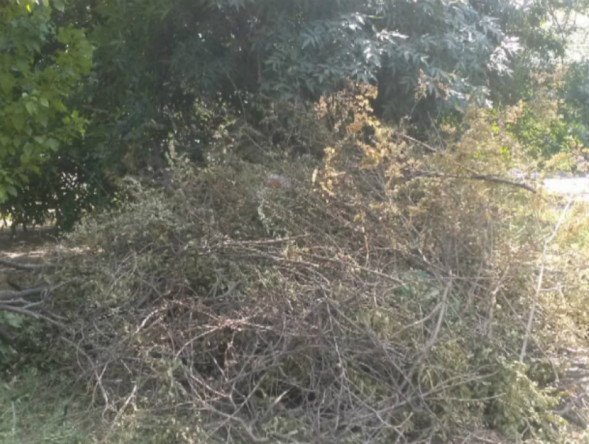 «По всему Соцгороду валяются сухие ветки и деревья, а возле 9-й школы горы мусора», - жительница Новочеркасска