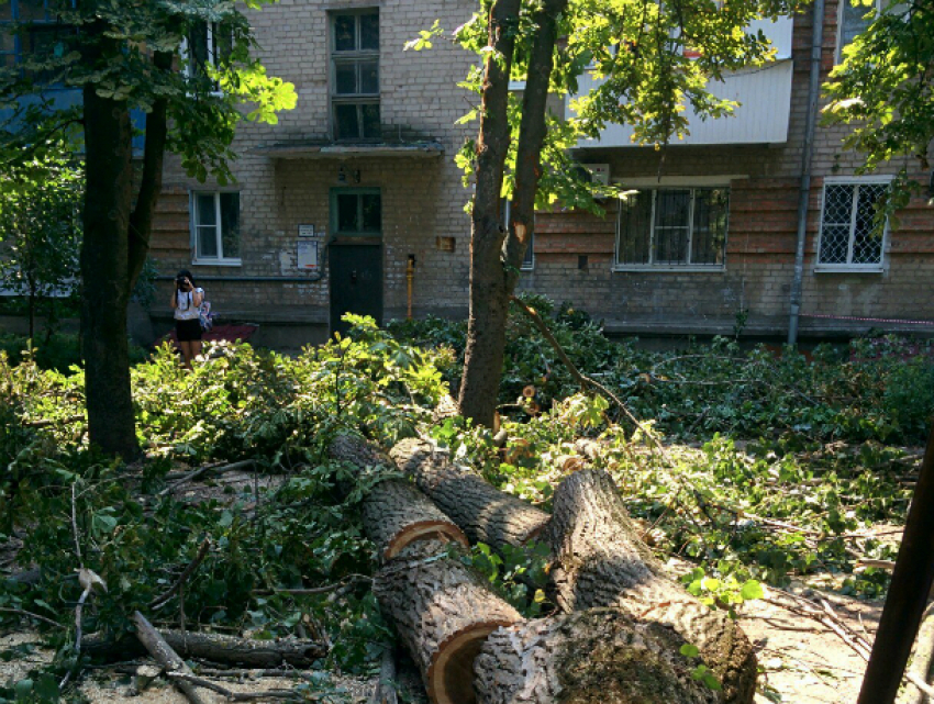 Огромное дерево повредило балконы и упало на машину в Новочеркасске