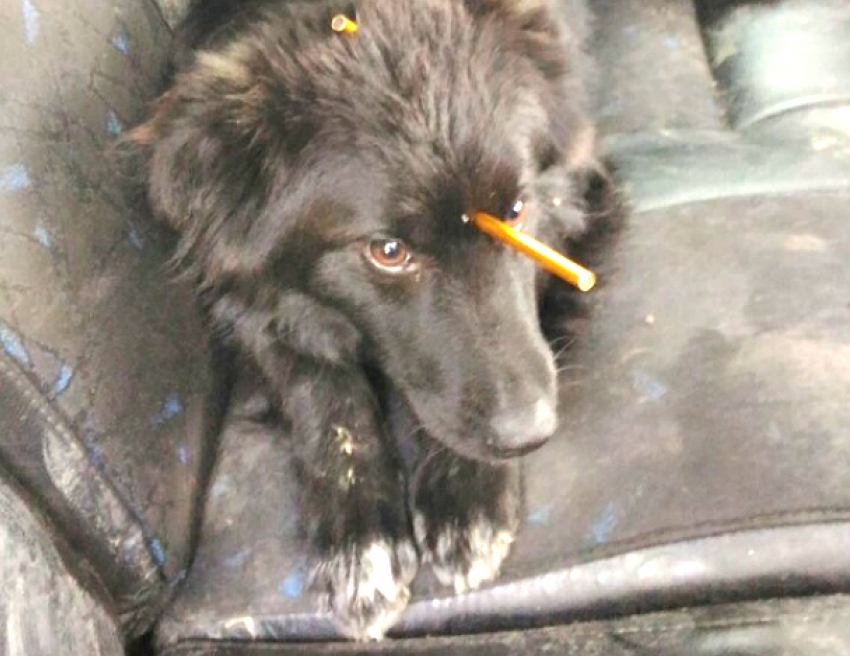 Собаку с шокирующим повреждением головы из-за живодеров нашли в Новочеркасске