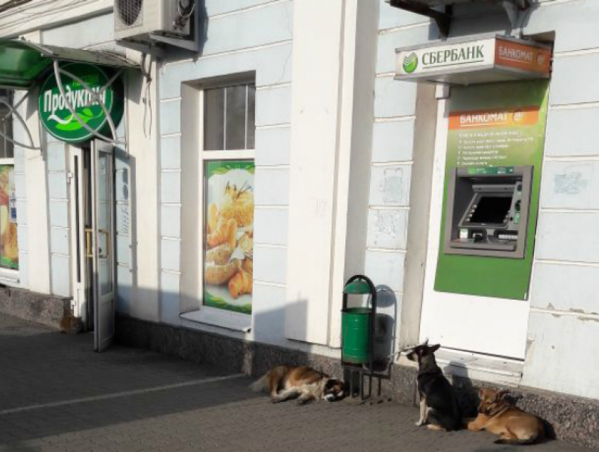 Стая бродячих собак держит в страхе прохожих в центре Новочеркасска