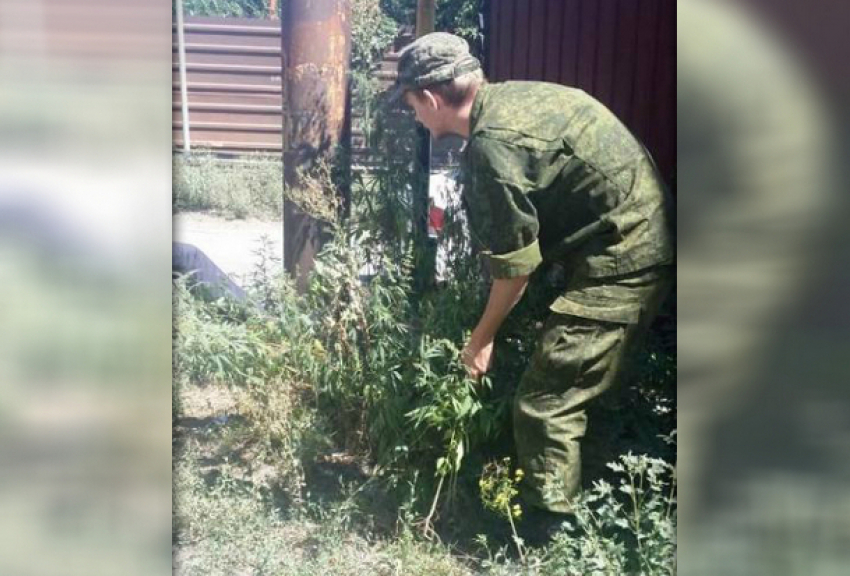 В Новочеркасске обнаружили 12 очагов дикорастущей конопли