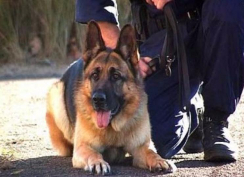 Служебная собака обнаружила наркотики в колонии Новочеркасска