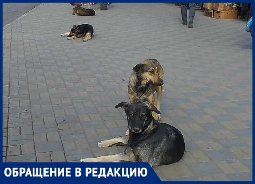 «Еле отбились от собак», - жители Новочеркасска