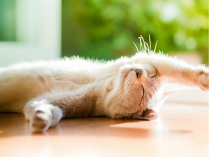 Синоптики пообещали новочеркасцам солнечную рабочую неделю без осадков