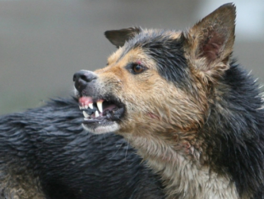 В Новочеркасске агрессивный бродячий пес снова набросился на ребенка