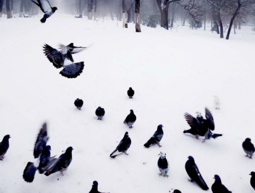 Синоптики обещают снег и небольшой потепление в предстоящий уик-энд в Новочеркасске