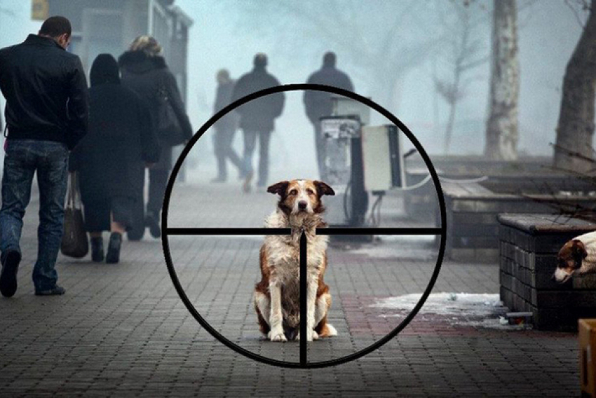 В Новочеркасске осудили мужчину, расправившегося с укусившей его собакой