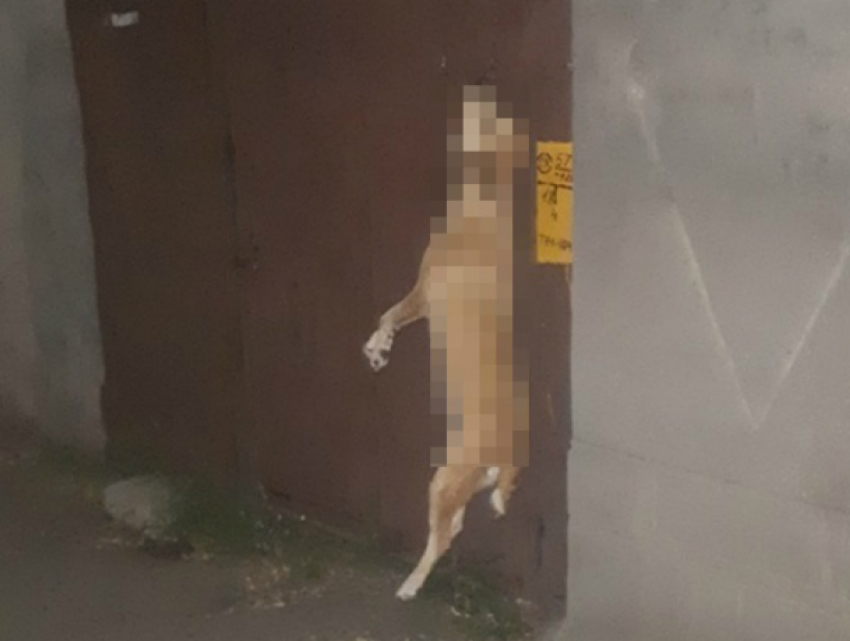 Повешенная на воротах в Новочеркасске собака стала жертвой трагического случая