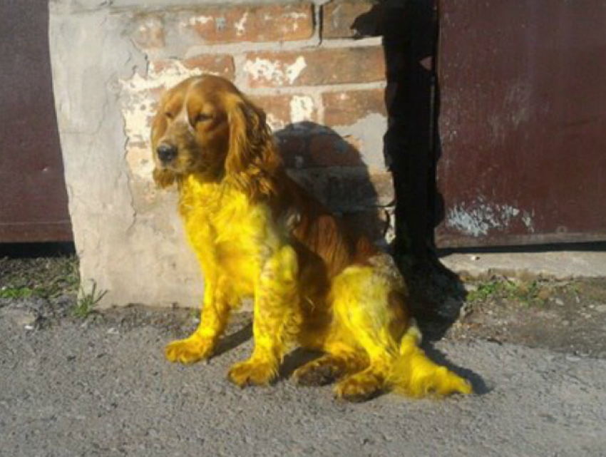 Разукрашенная в желтый цвет собака появилась на улицах Новочеркасска